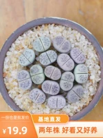 Божественный ди -сун Sungsheng Coney Chlower Dot Flower Stone Flora Flora Planet Plaster PP Цветочный офис в горшках популярный горшок