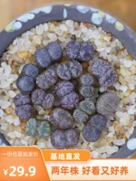 Медаль сочный сырой камень цветочный цветочный мякоть, мякоть, мясо мясо из сочное растение растение цветочный цветочный канцелярный горшок с горшками