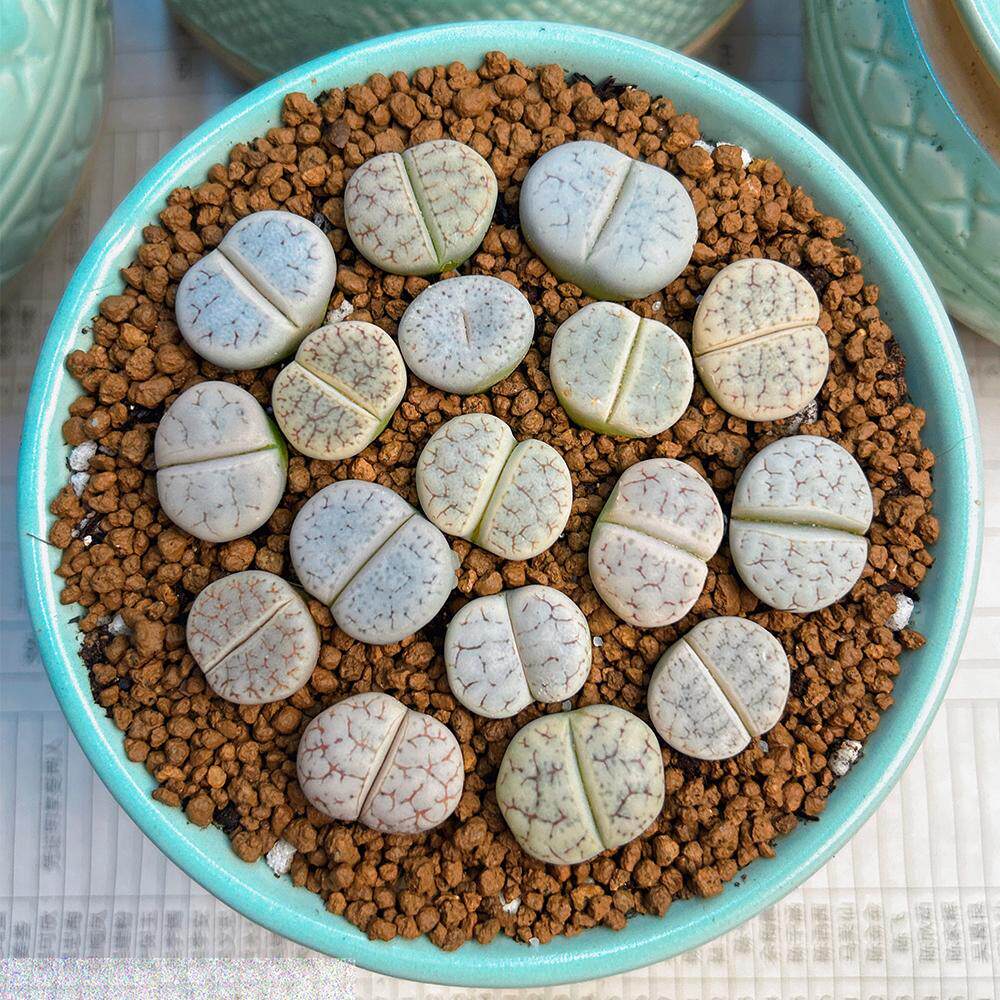 荒玉混生石花多肉植物紫李紫巴里紫菊基地直发石头花pp花贵货优选