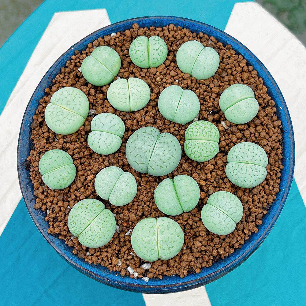 绿大白绿灵耀生石花高货贵货多肉植物阳台懒人盆栽多肉基地直发