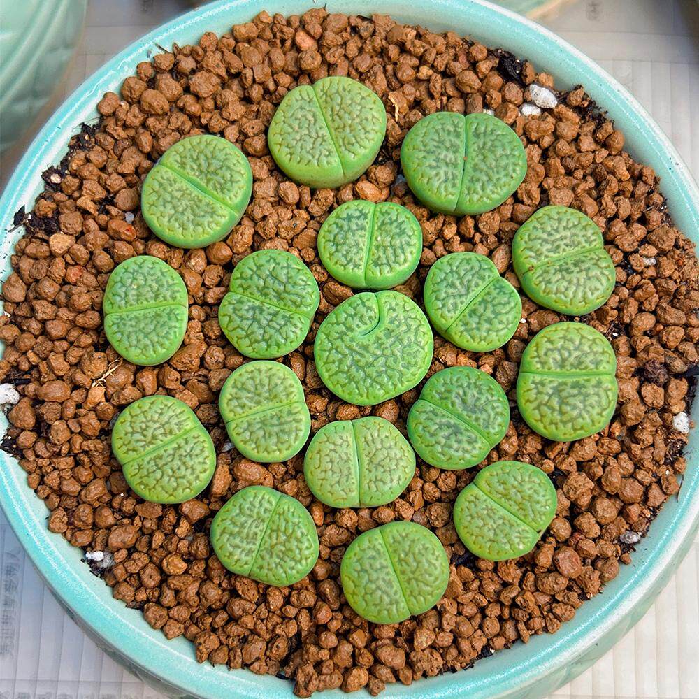 绿富贵生石花多肉植物紫李紫巴里紫菊基地直发石头花pp花贵货优选