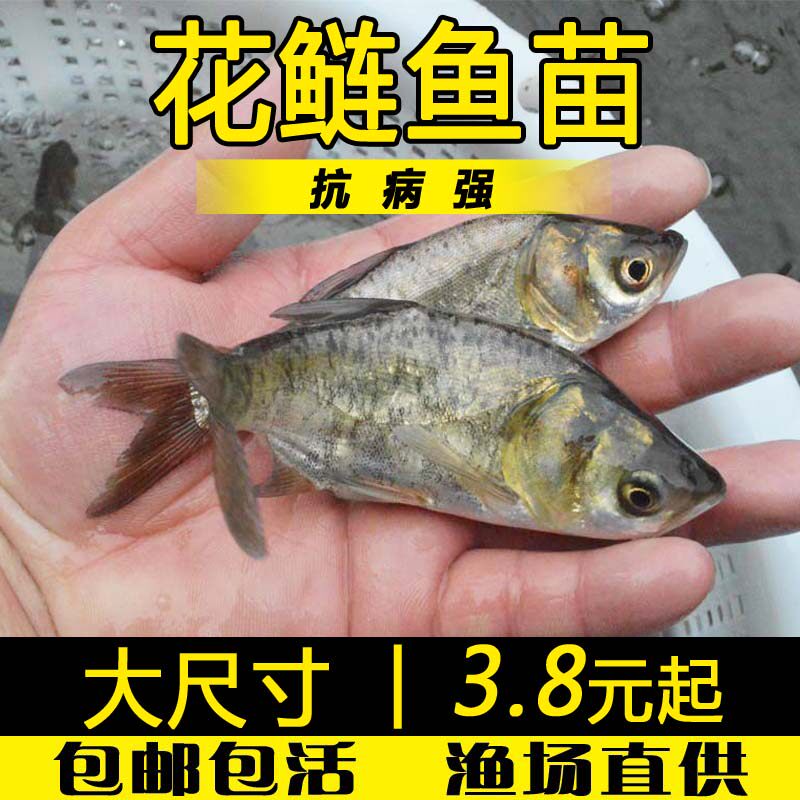 花鲢鱼苗大头鲢鳙鱼苗淡冷水养殖四大家鱼雄鱼麻鲢花白鲢胖头鱼苗 渔福水产 淘优券