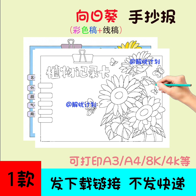 植物记录卡向日葵手抄报儿童画电子稿模板可打印A3/A4/8K黑白线稿