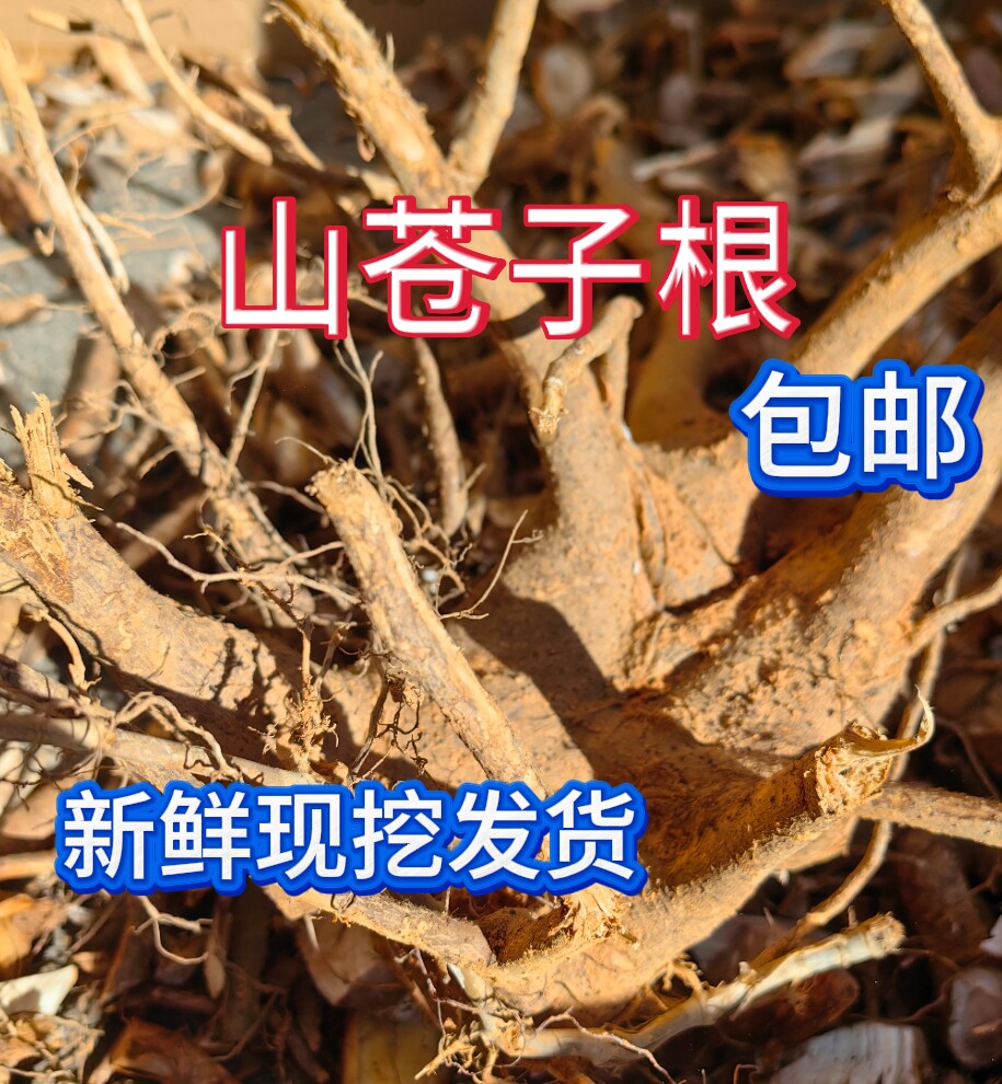 野生山苍子根新鲜500克山胡椒山鸡椒树木香子木姜子煲汤食用