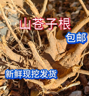 野生山苍子根新鲜500克山胡椒山鸡椒树木香子木姜子煲汤食用