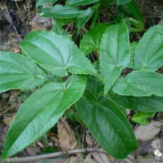 淫羊藿 纯天然野生淫羊藿整颗 仙灵脾三枝九叶自然晒干发货整株