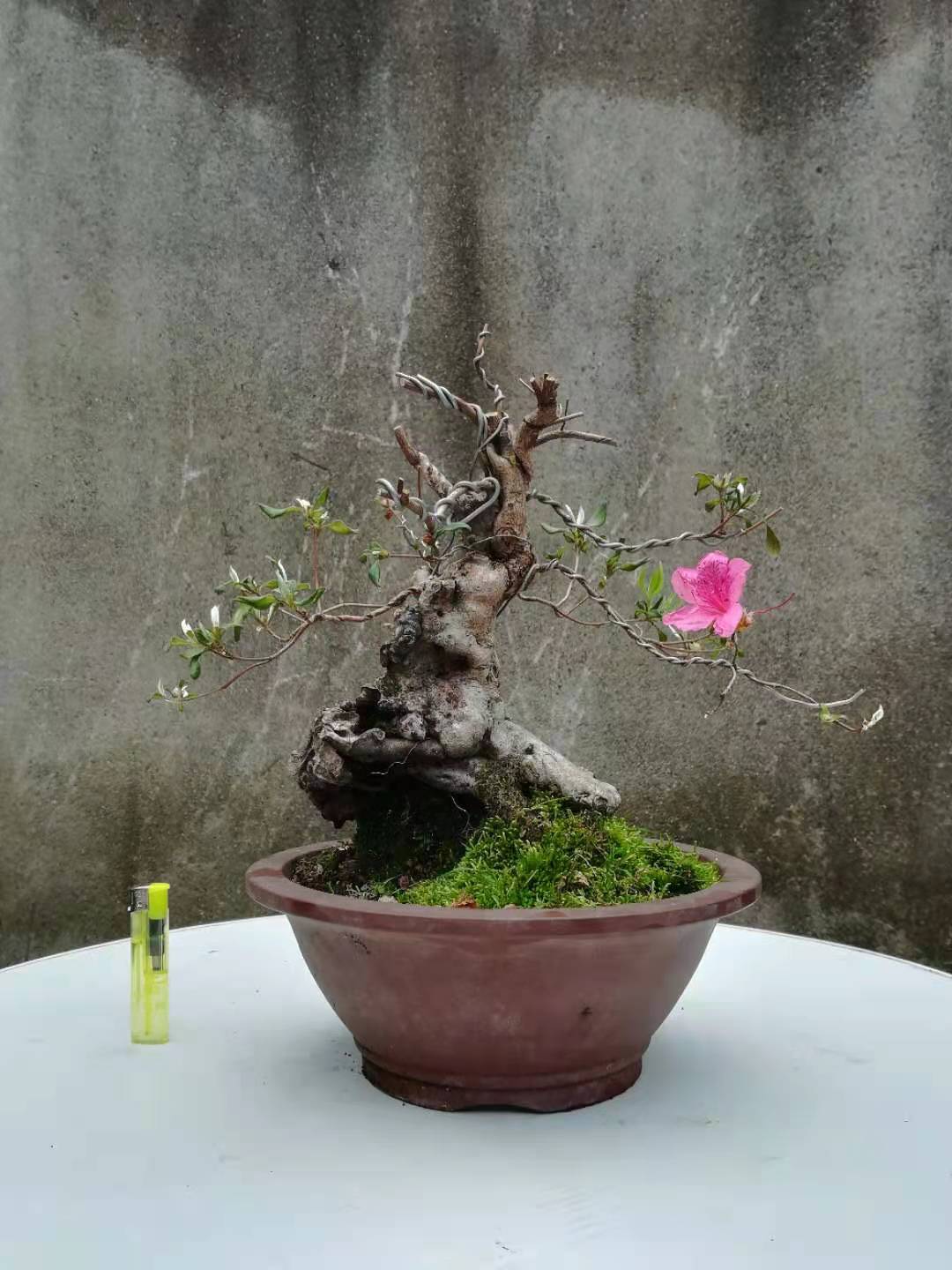 凝心园盆景 映山红杜鹃盆景 胭脂红 小品 办公室绿植阳台庭院花卉