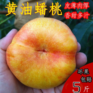 大连瓦房店黄油蟠桃新鲜水果黄心油桃时令当季应季现摘农家果园