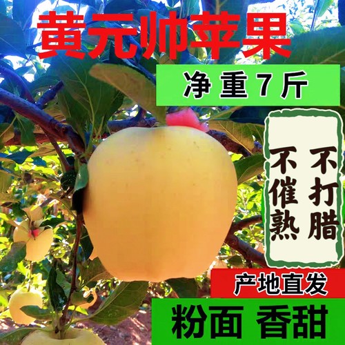 新鲜水果黄元帅黄蕉粉面苹果 老人孩子辅食黄金帅大连瓦房店7斤