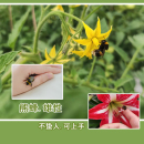 2只 不蛰人 饲养盒 100克花粉 价 熊蜂 包邮 雄性蜂