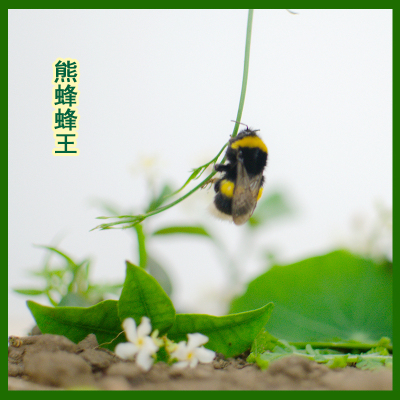 熊蜂 蜂王