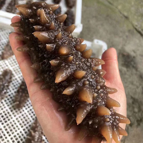 俄罗斯淡干深海刺参100-120头足