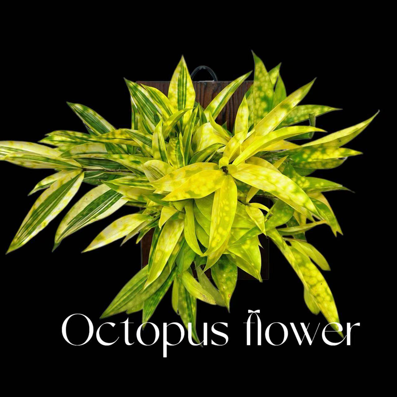 星点木盆栽 带锦植物室内室外多年生绿植净化空气好养窗台阳台,鲜花速递/花卉仿真/绿植园艺,绿植,淘宝优惠券,粉丝福利购,淘宝优惠卷