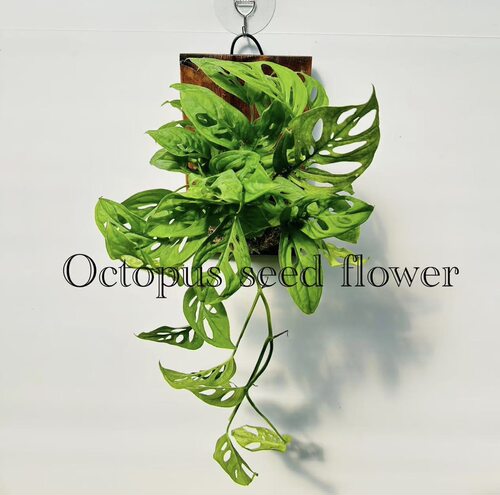 【米歇尔仙洞龟背】室内耐阴垂钓好养易活绿植原创板植顺丰包邮