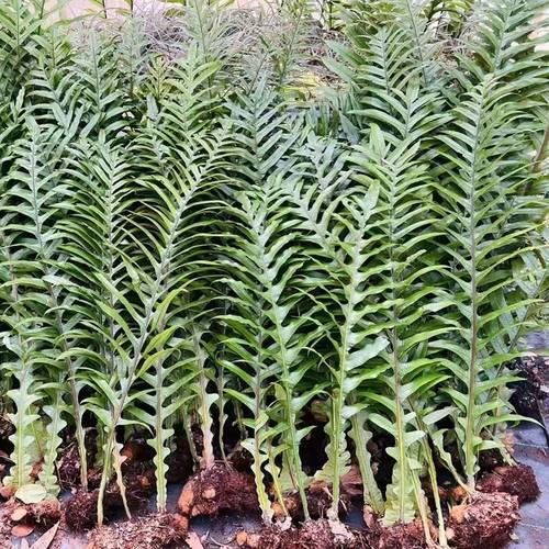 王冠蕨 岩姜蕨 一叶蕨 家居绿植软装好养耐阴耐寒 简约线条 章 鱼