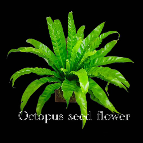 展叶鸟巢蕨 室内桌面耐阴四季常绿，懒人可养壁挂好养活