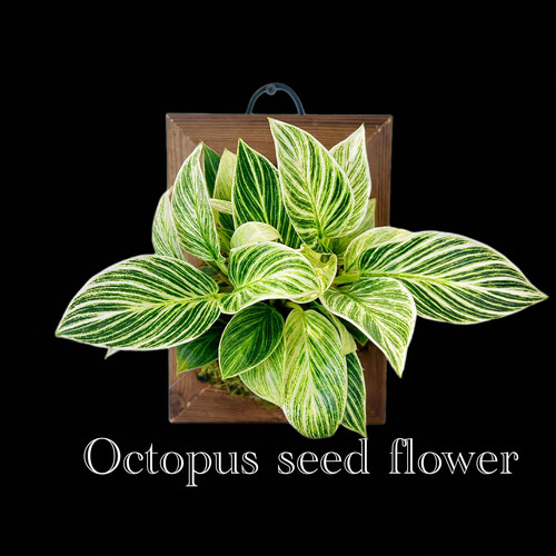 【铂金钻蔓绿绒】室内多年生耐荫耐观叶可水培好养净化空气顺丰 - 封面