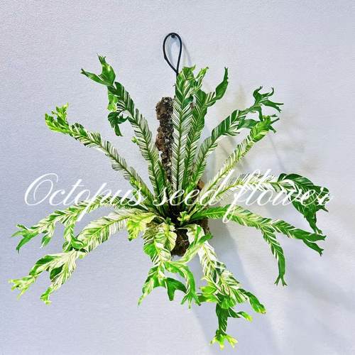 锦叶鸟巢厥 出锦的小众网红盆栽绿植 室内环境养护 盆栽 原创上板