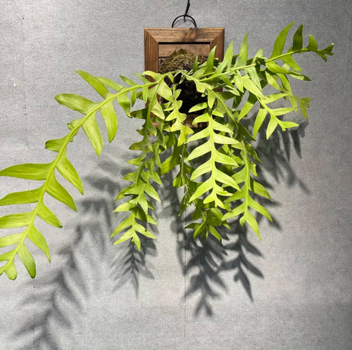 昆布孔雀昙花室内懒人观叶观花