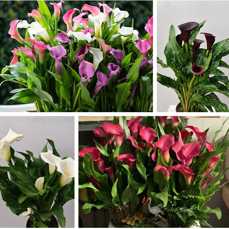 彩色马蹄莲天南星科马蹄花型可作鲜花室内好养花期长开花绿植章鱼