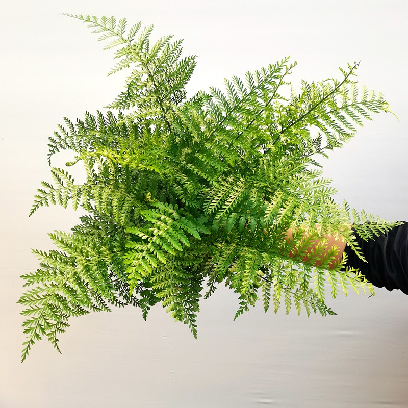 吉姆蕨类 书房客厅耐荫四季常绿防辐射吸甲醛观叶好养护 章鱼种花