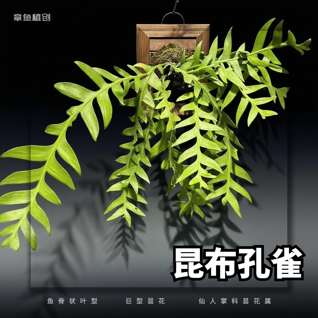 昆布孔雀昙花室内懒人观叶观花