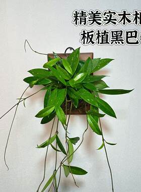 黑巴顿球兰相框板 室内客厅室外阳台露台耐旱多年生开花好养易活