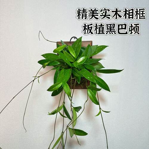 黑巴顿球兰相框板 室内客厅室外阳台露台耐旱多年生开花好养易活