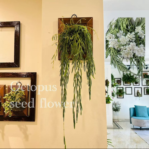 球兰线叶球兰垂吊雨林感开花观叶奇特室内软装植物好养活章鱼种花