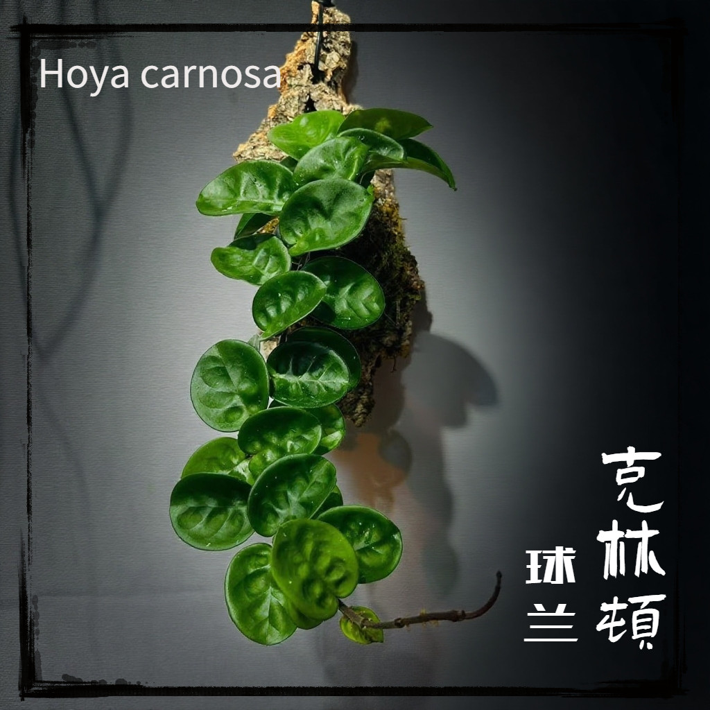 【克林顿球兰  】萝藦科球兰属 年生开花观叶绿植 板植款新手球兰