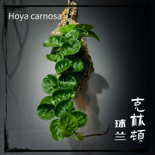 【克林顿球兰  】萝藦科球兰属 年生开花观叶绿植 板植款新手球兰