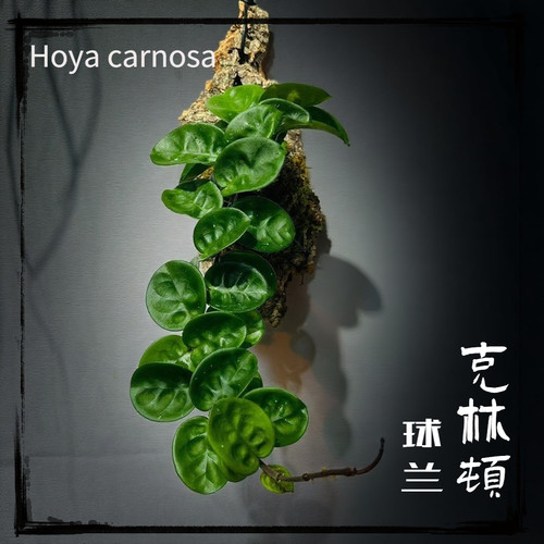 克林顿球兰板植新手款特色太好养