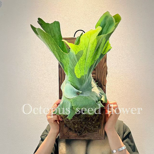 女王鹿角蕨挂墙霸气耐阴好养绿植