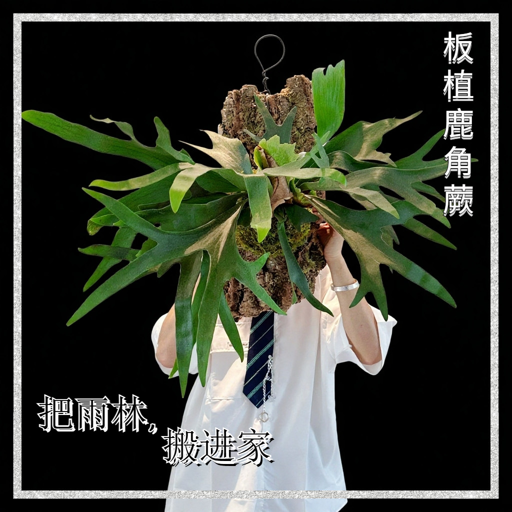 新手入门热植二歧鹿角蕨顺丰图片