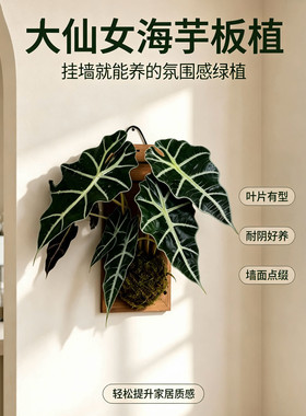 大仙女海芋盆栽 室内室外多年生好养网红观叶绿植顺丰包邮