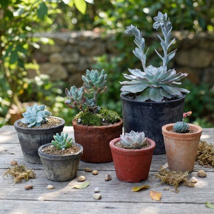 黑陶多肉拇指小花盆迷你幼苗盆粗陶仙人球专用陶土陶盆陶瓷瓦盆