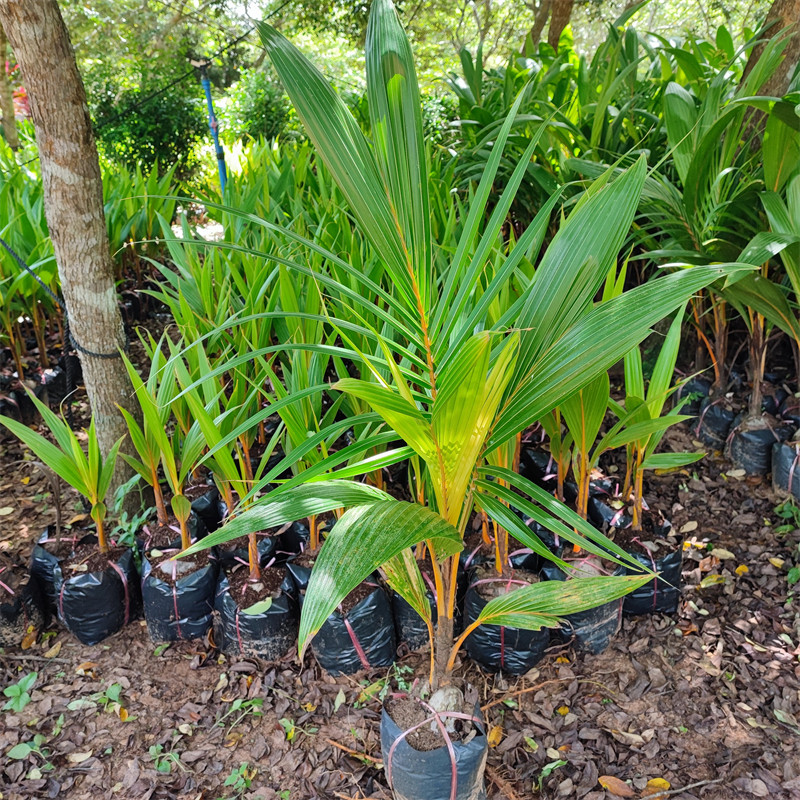海南椰子苗绿植盆栽发芽带壳皮黄金椰子树红椰苗室内净化空气植物