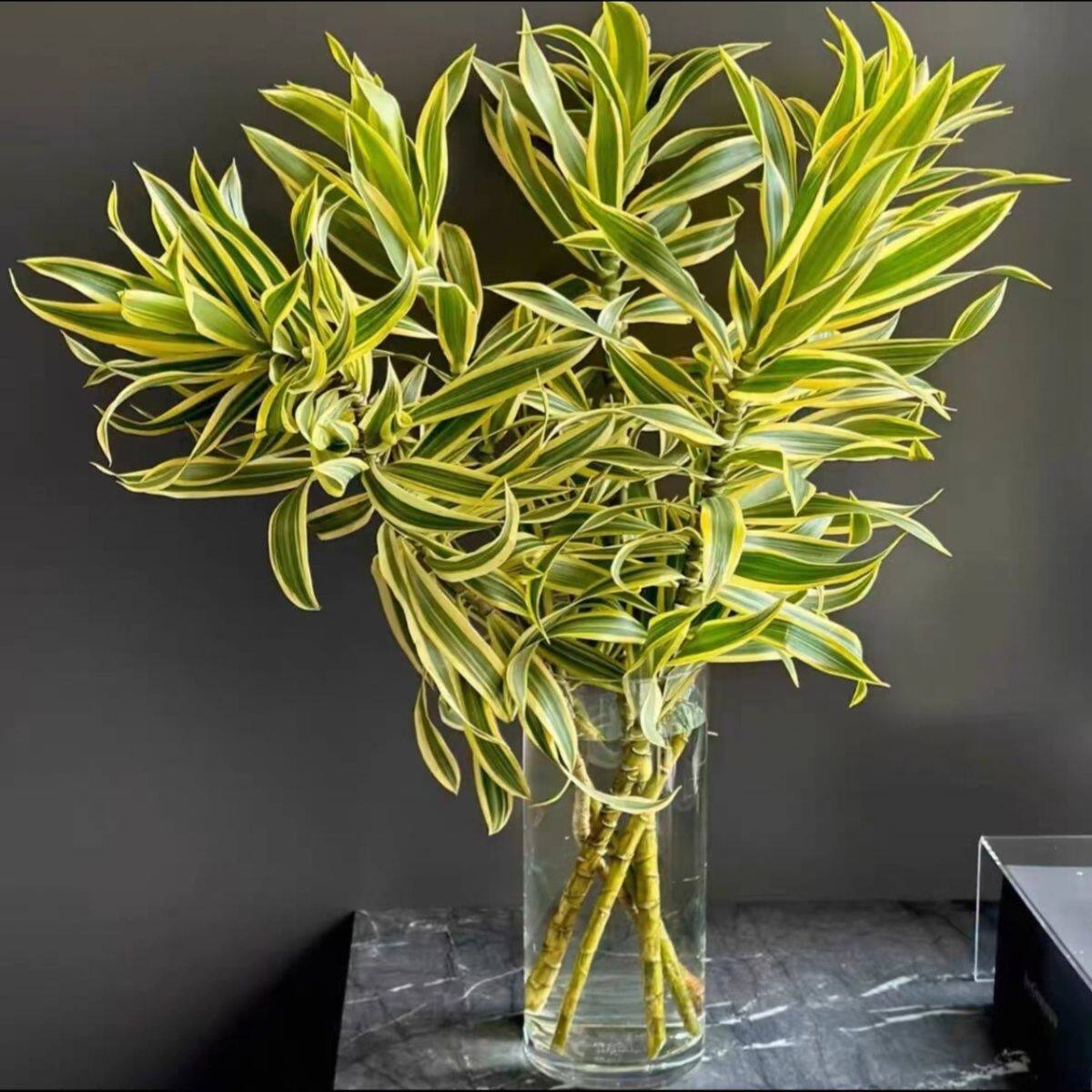 金边百合竹鲜切枝进口富贵竹室内盆栽鲜花绿植水培家用瓶插花艺