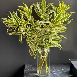 金边百合竹鲜切枝进口富贵竹室内盆栽鲜花绿植水培家用瓶插花艺