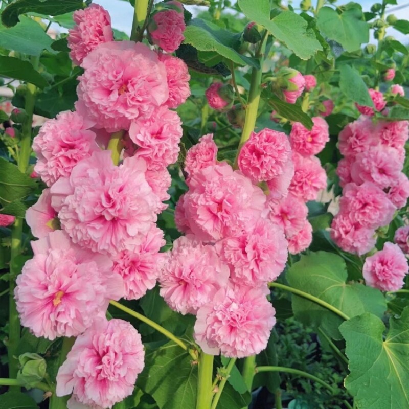 五颜六色易种活庭院花卉种子