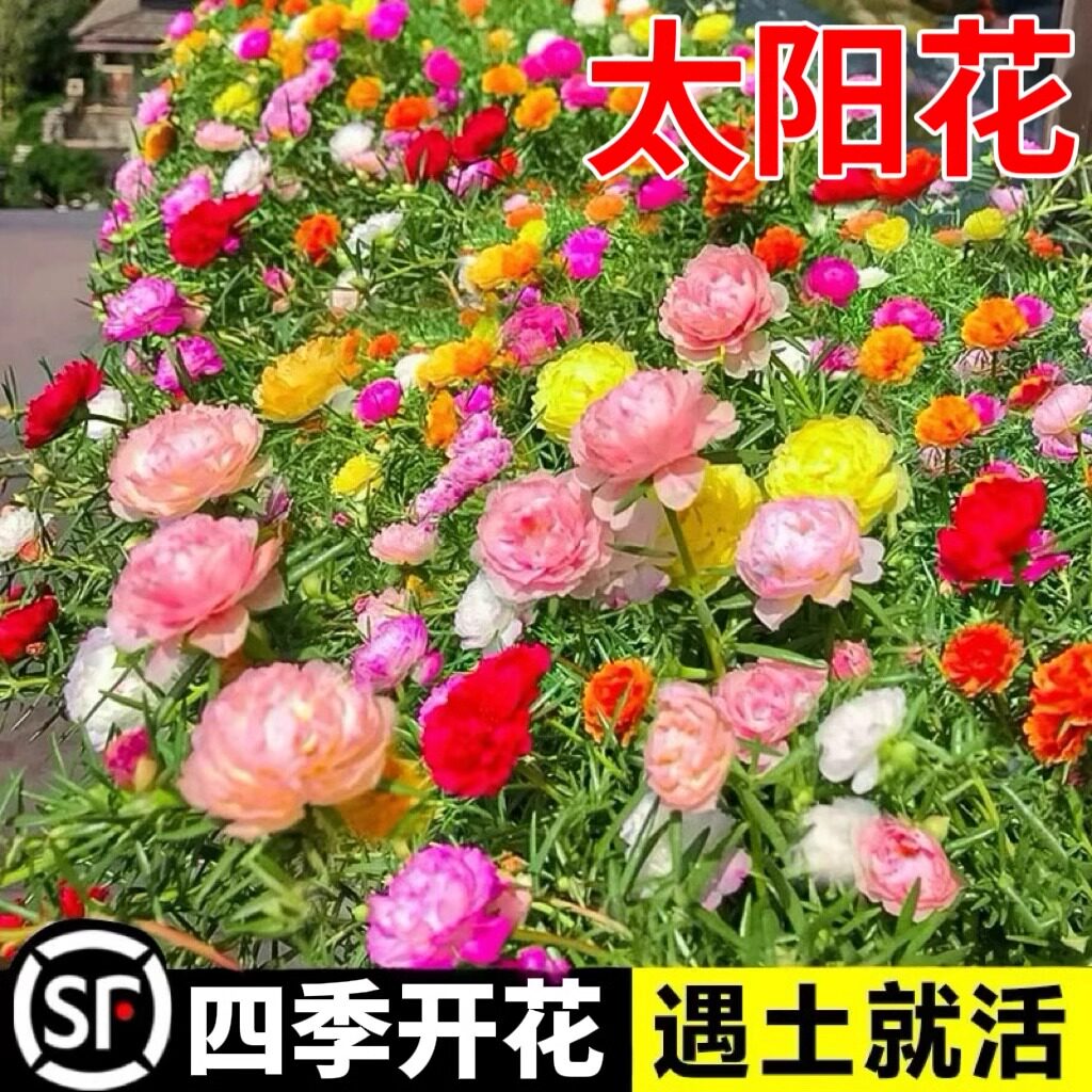 重瓣太阳花种子四季播开易