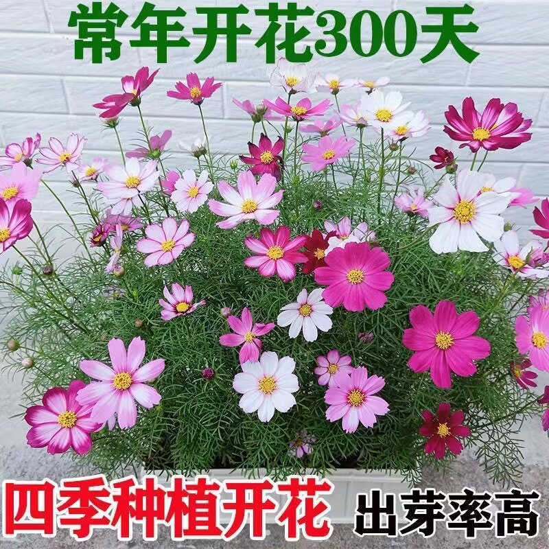 波斯菊易种活四季开花庭院