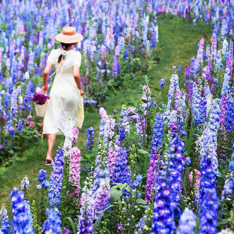 大花飞燕草种子春天撒播易