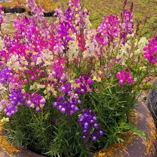 金鱼草种子假龙头花种籽阳台盆栽花籽易种活景观室外庭院花草籽子