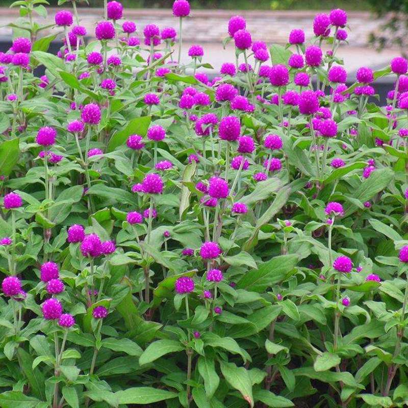 室外耐旱高温花籽千日红热带植物花子花草庭院绿化花种籽观赏花卉-封面