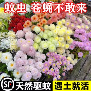 除虫菊花种籽子夏季驱蚊卉