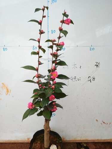 串花瀑布茶梅盆栽  茶花春品种