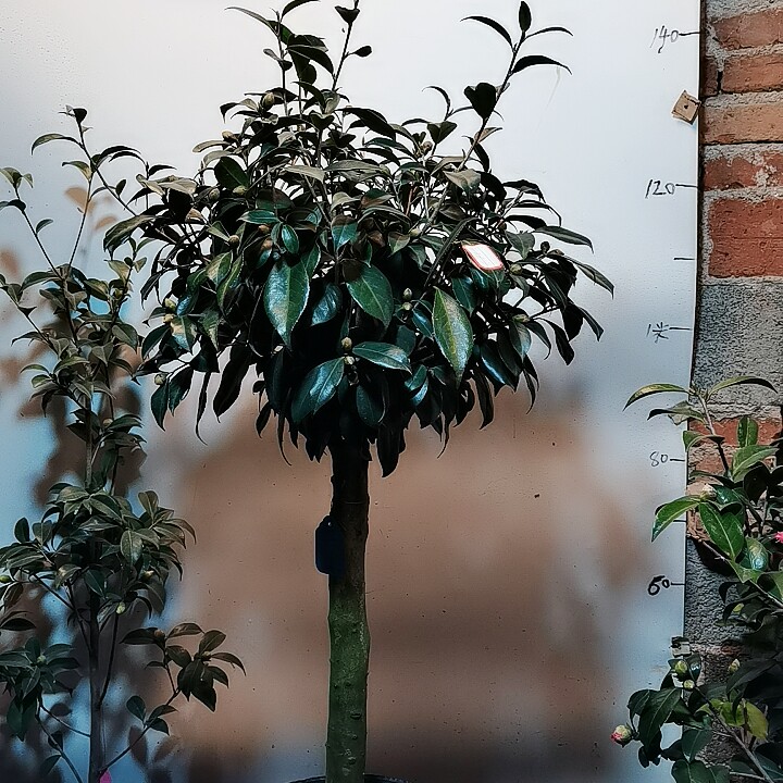 黑椿茶花盆栽苗黑色