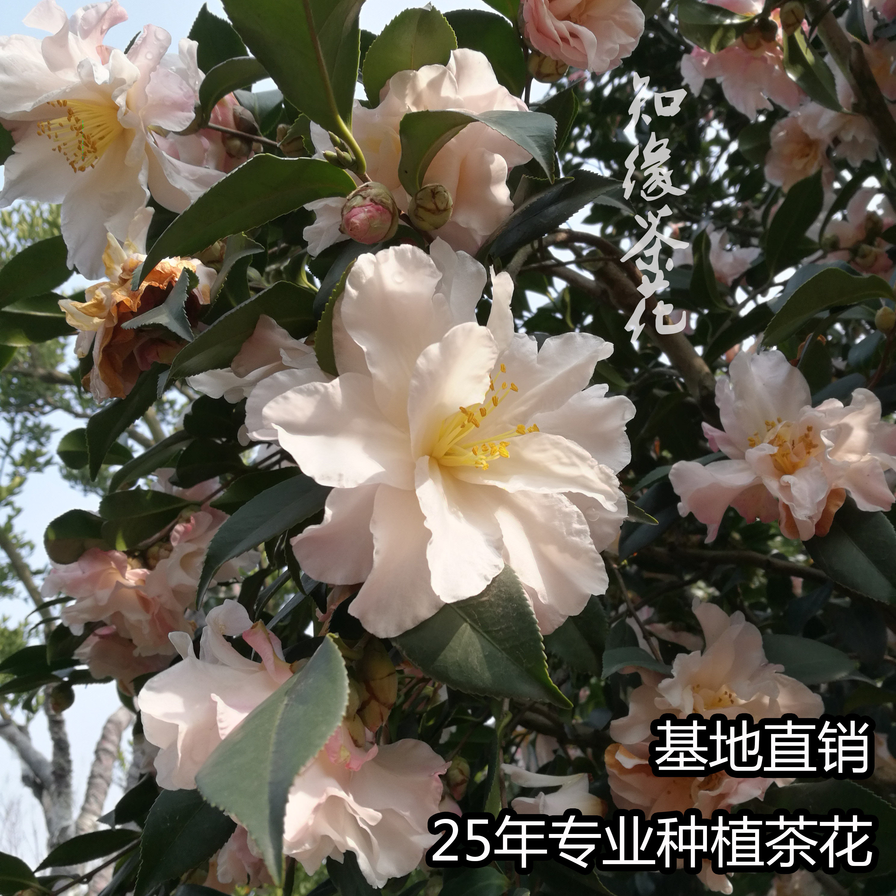 宝冢茶梅  日本茶梅品种