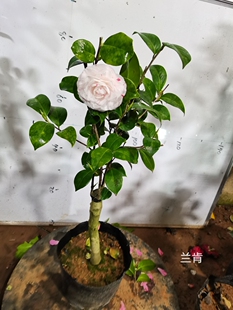 兰肯茶花  盆栽白底喷沙一树多色红山茶